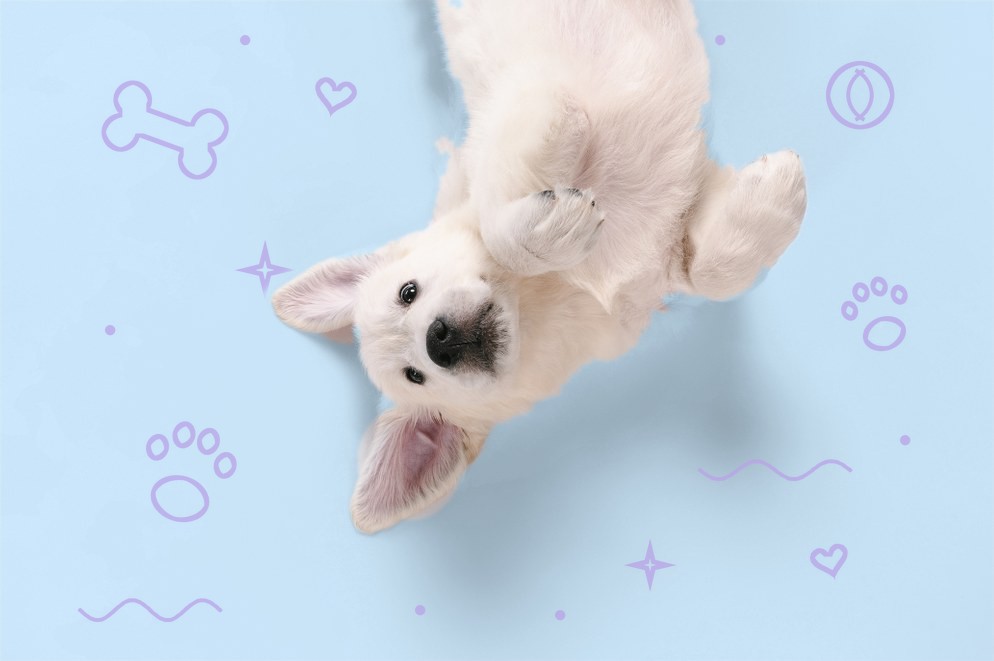 Happy puppy lying on its back